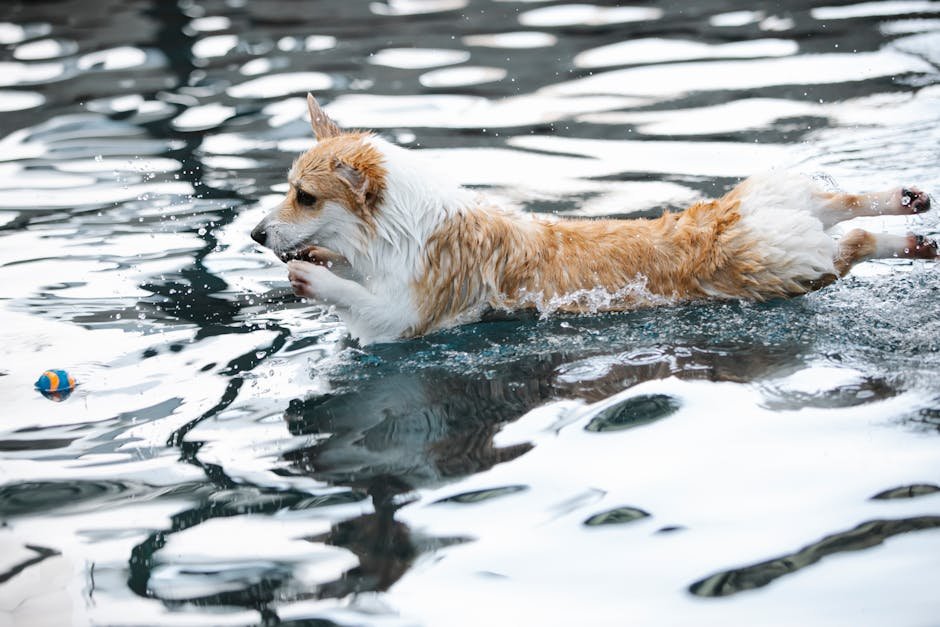 Corgi: The Short-Legged Wonder (image credits: pexels)