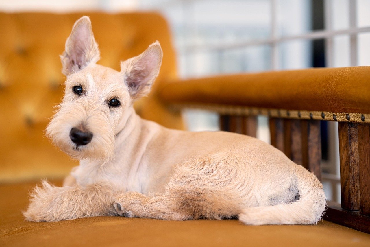 Scottish Terrier: The Sturdy Land Lover (image credits: pixabay)
