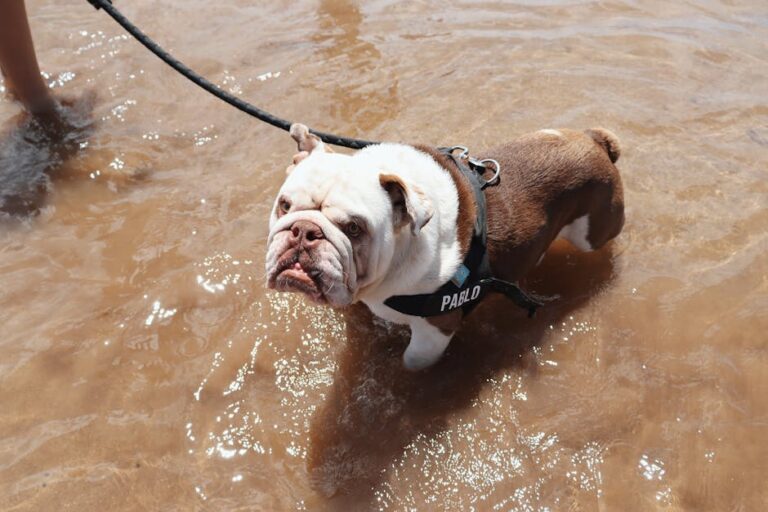 10 Dog Breeds That You Should Not Allow to Swim