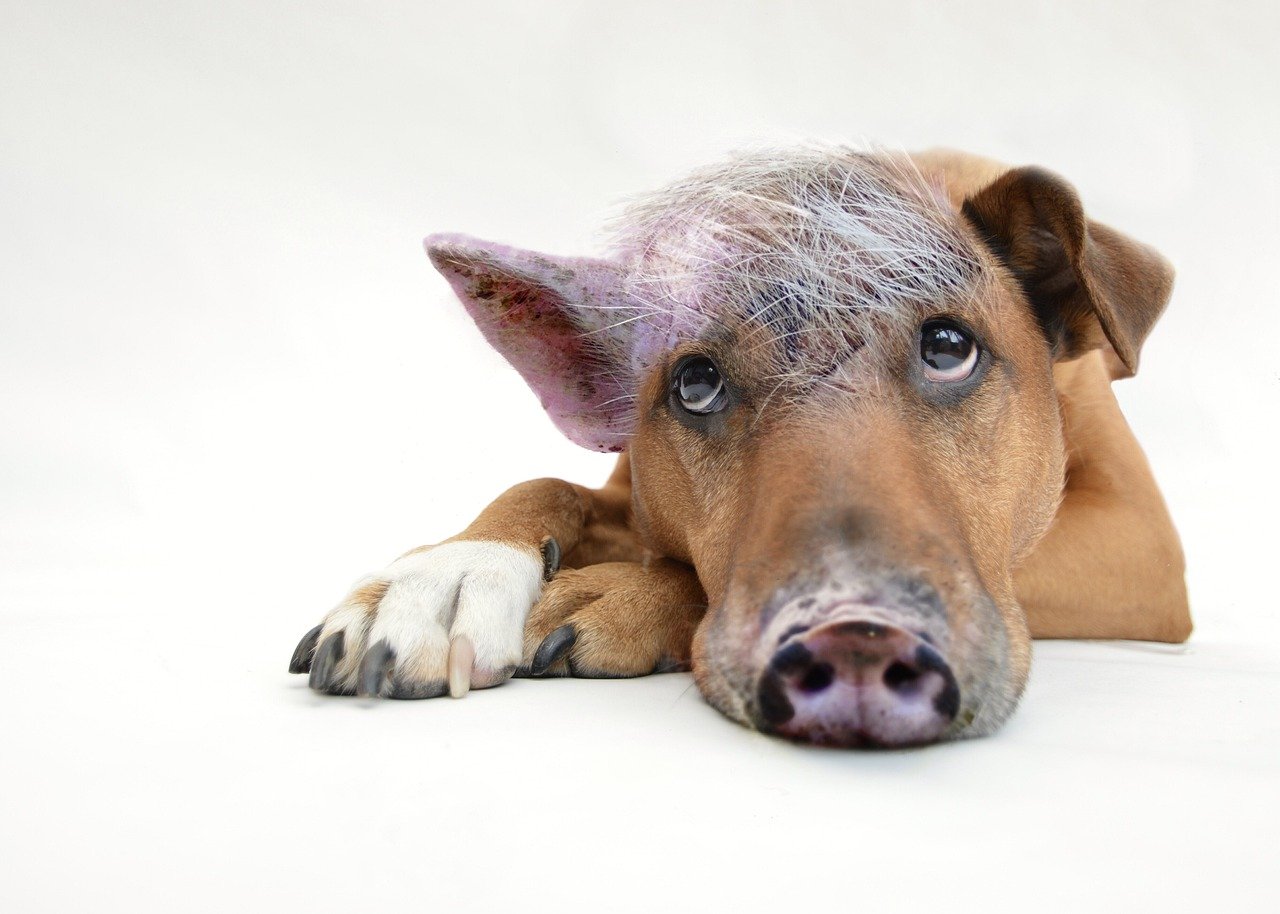 Pigs with Personality: Not Just for the Farm (image credits: pixabay)