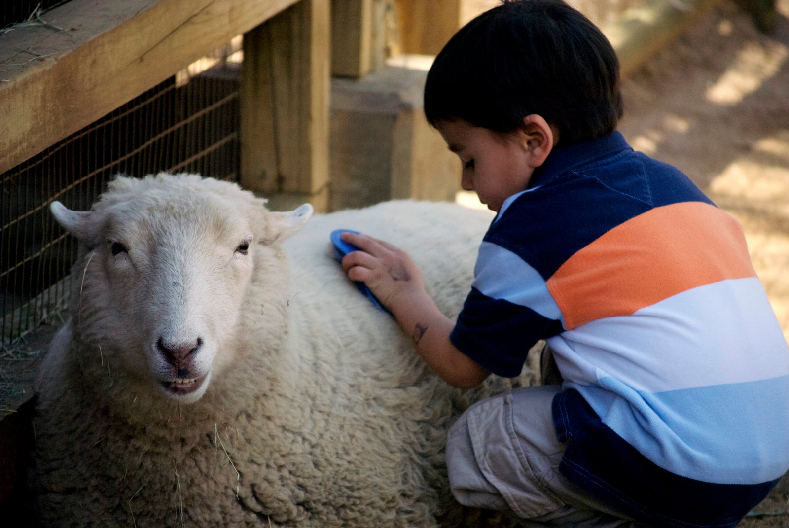 Sheepish Companions: The Quiet Charm of Sheep (image credits: wikimedia)