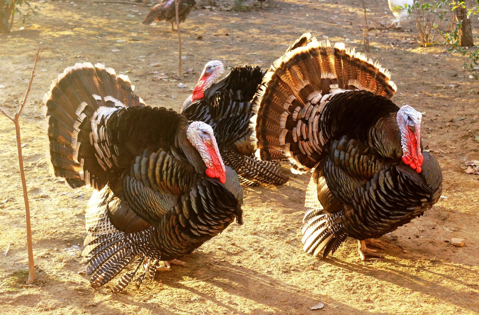 Turkeys: Not Just for Thanksgiving (image credits: wikimedia)