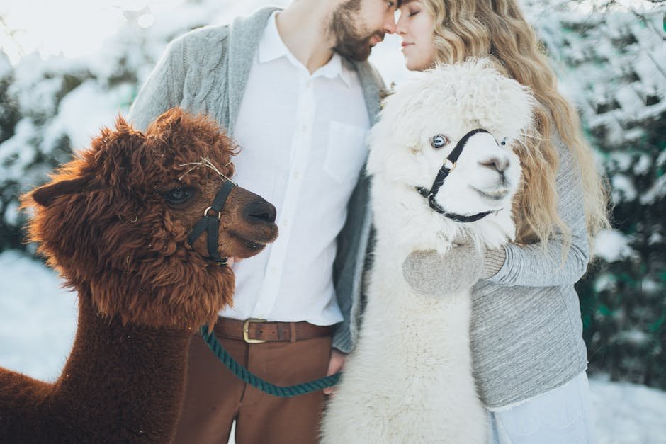 Llamas and Alpacas: The Woolly Wonders (image credits: pexels)