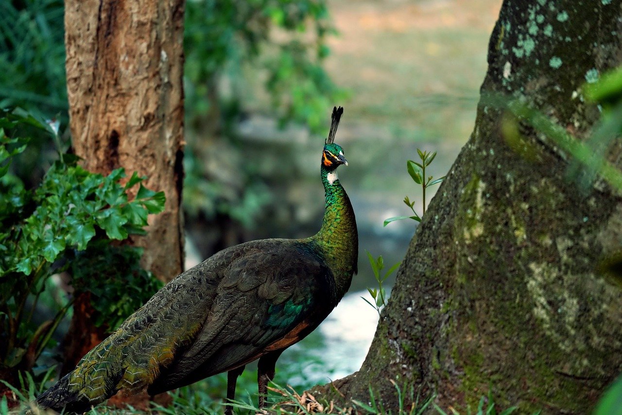 Embracing the Unusual: Peafowl as Pets (image credits: pixabay)