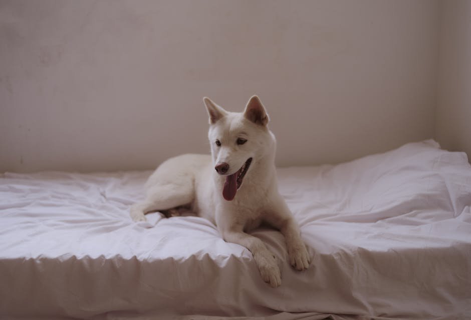 6. Wash Pet Bedding Often (image credits: pexels)