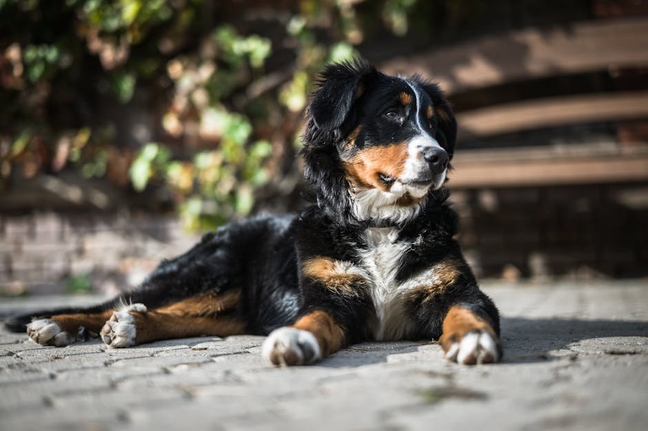 Grooming: Keeping That Coat Shiny (image credits: pexels)