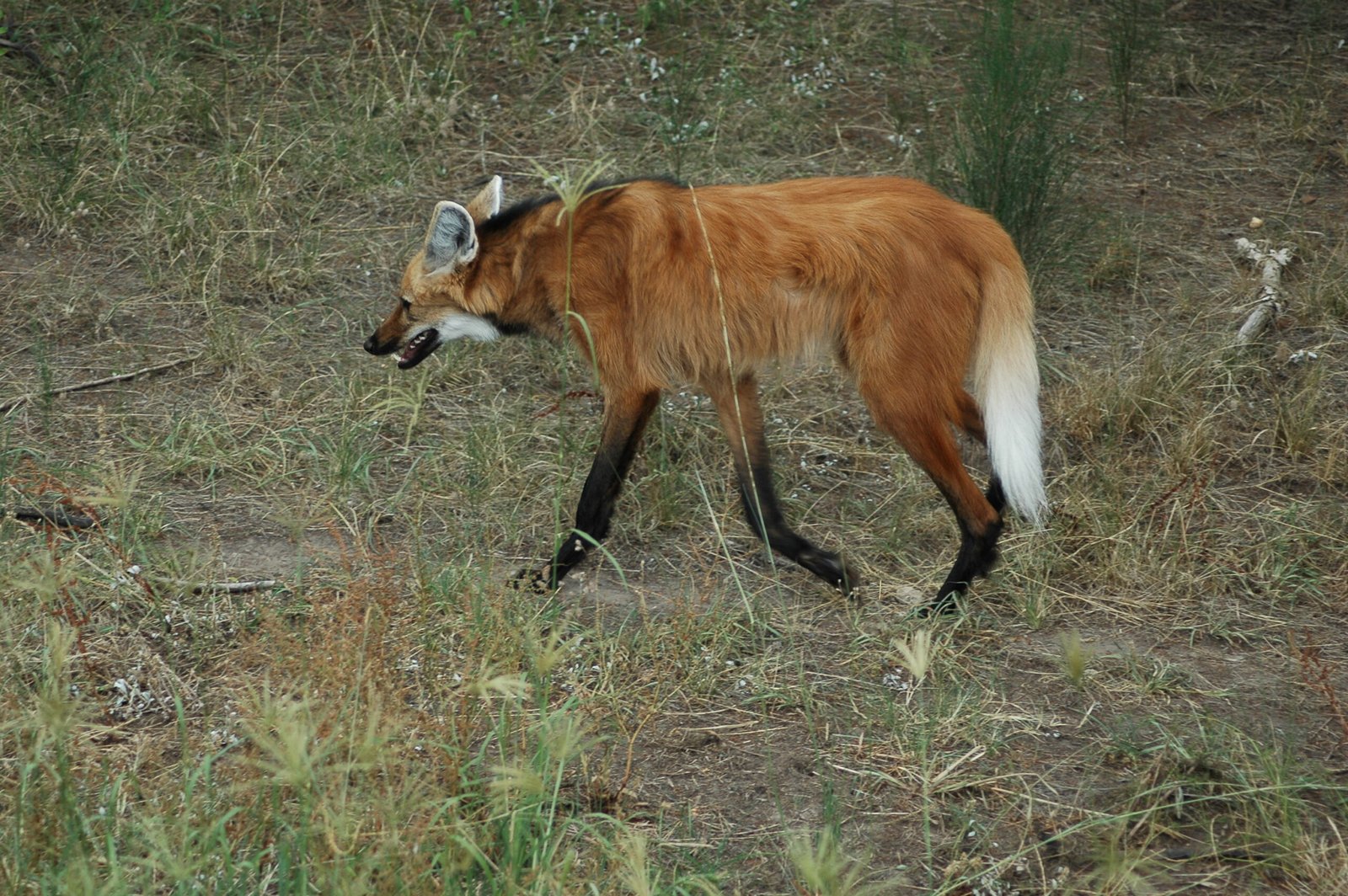 A Rare Vocalization: The Roar-Bark (image credits: wikimedia)