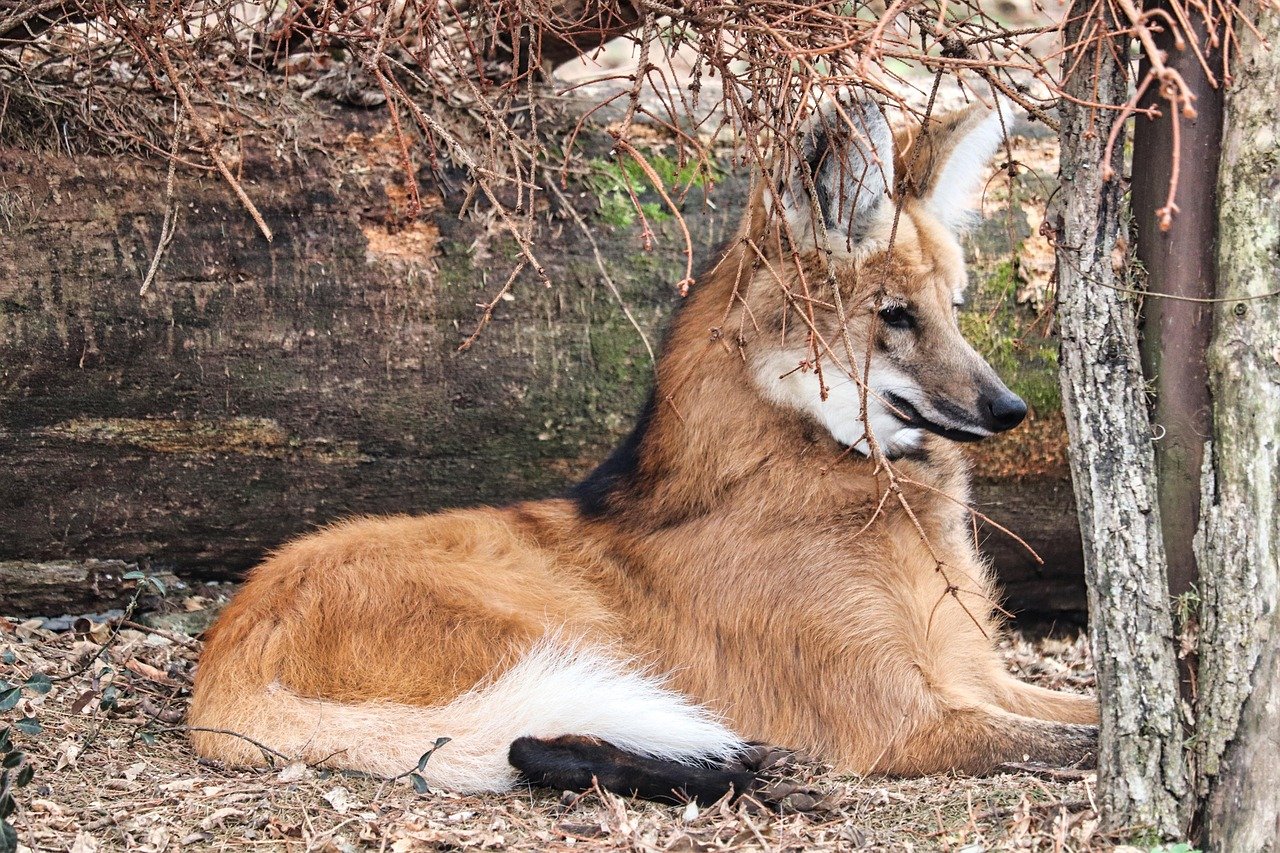 The Role of the Mane (image credits: pixabay)