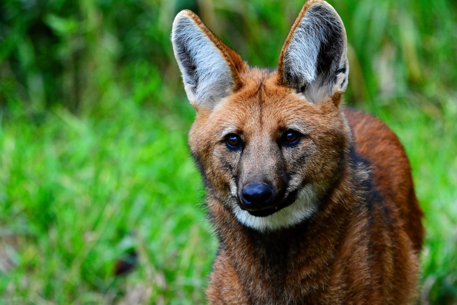 The Symbolism of the Maned Wolf (image credits: wikimedia)