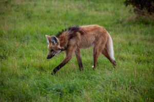 10 Amazing Facts About the Unique Maned Wolf
