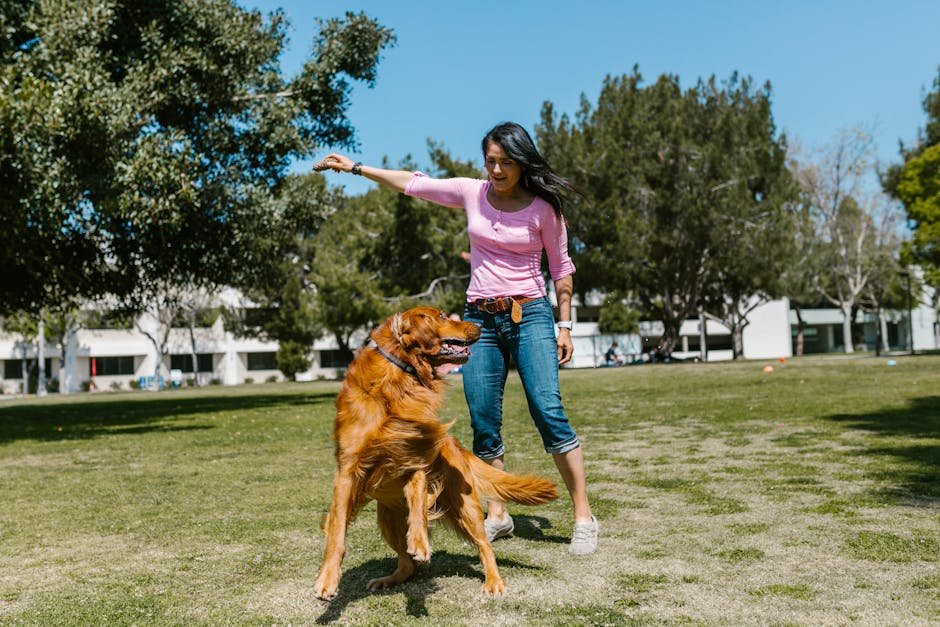 Irish Setter: The Red-Headed Charmer (image credits: pexels)