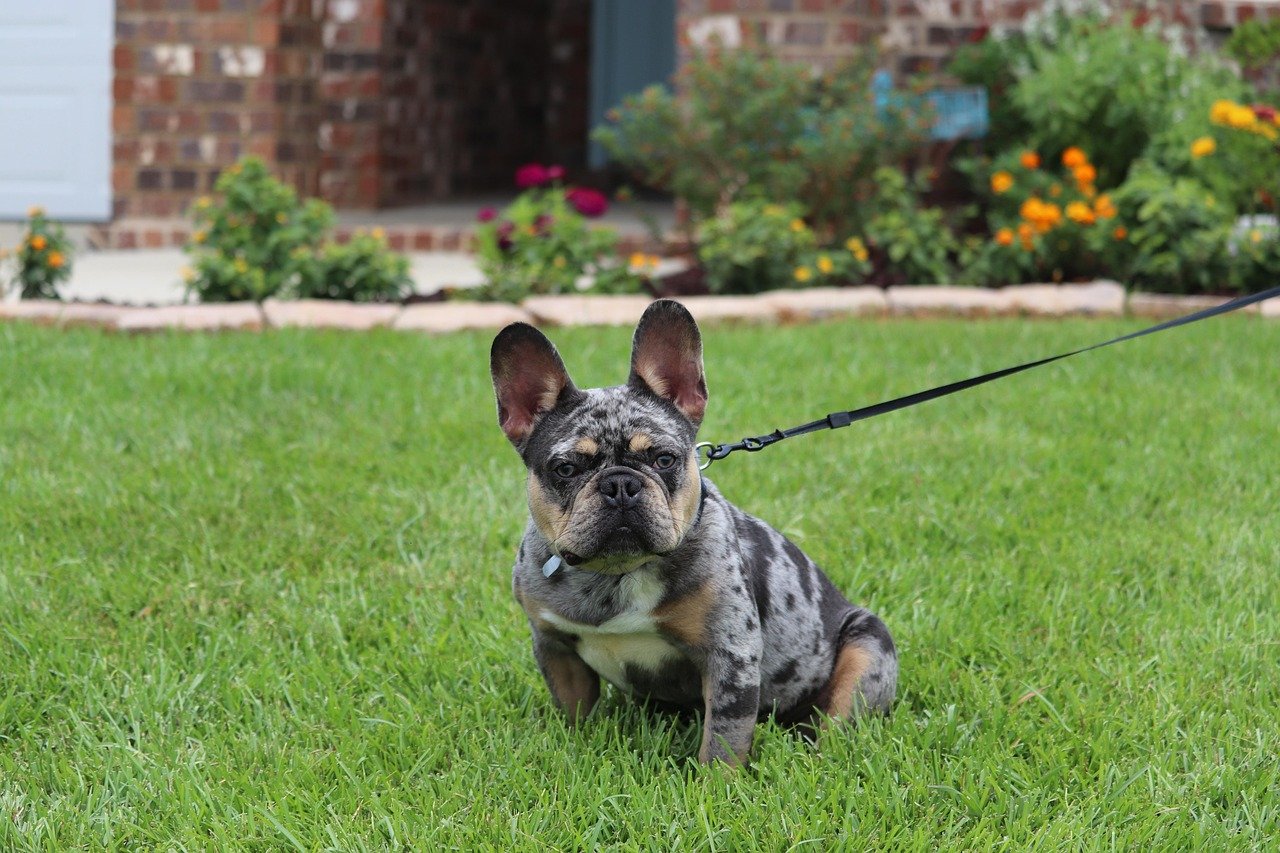 French Bulldog: The Comical Companion (image credits: pixabay)
