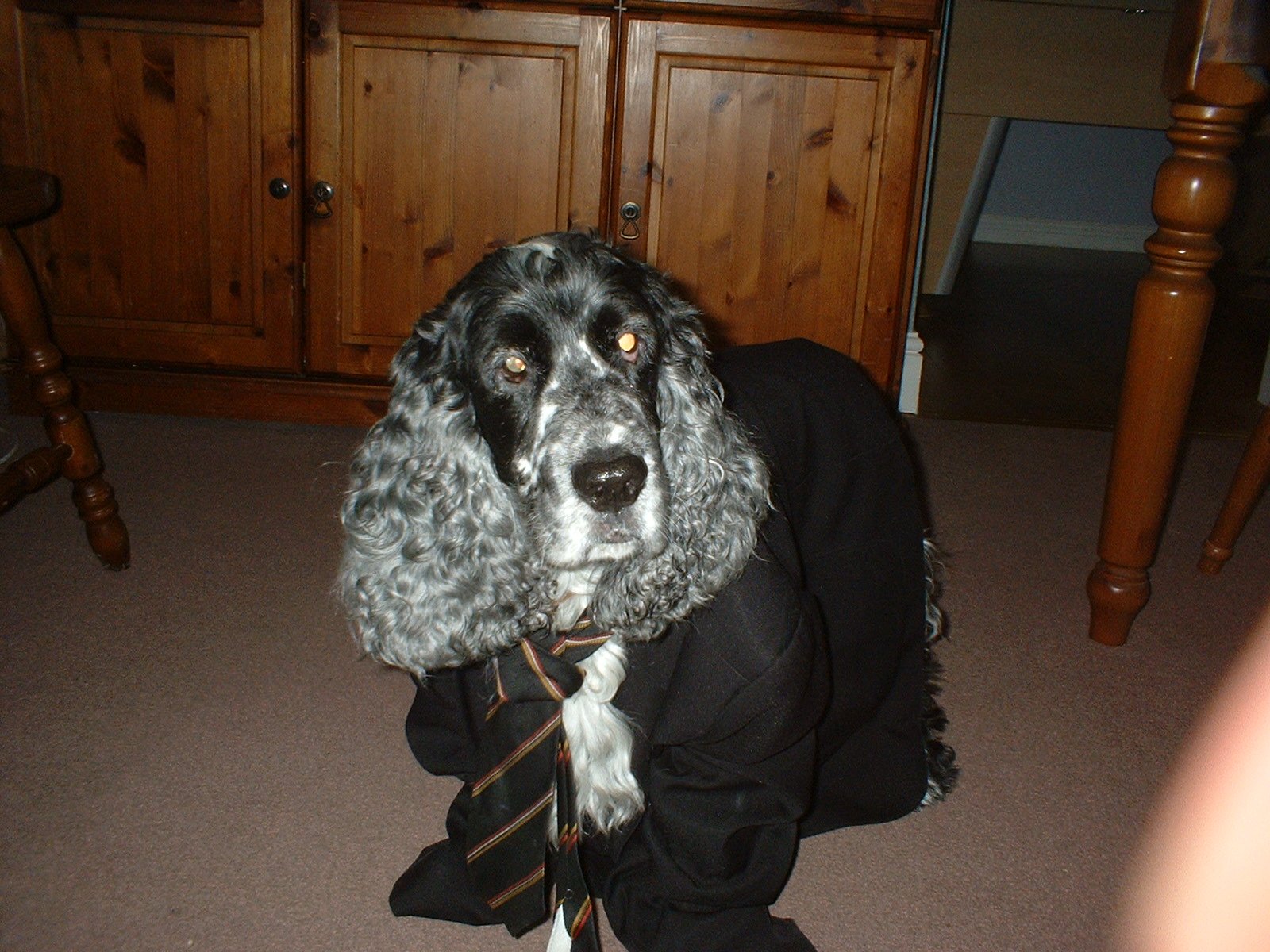 7. Dressing Them Up Excessively (image credits: wikimedia)