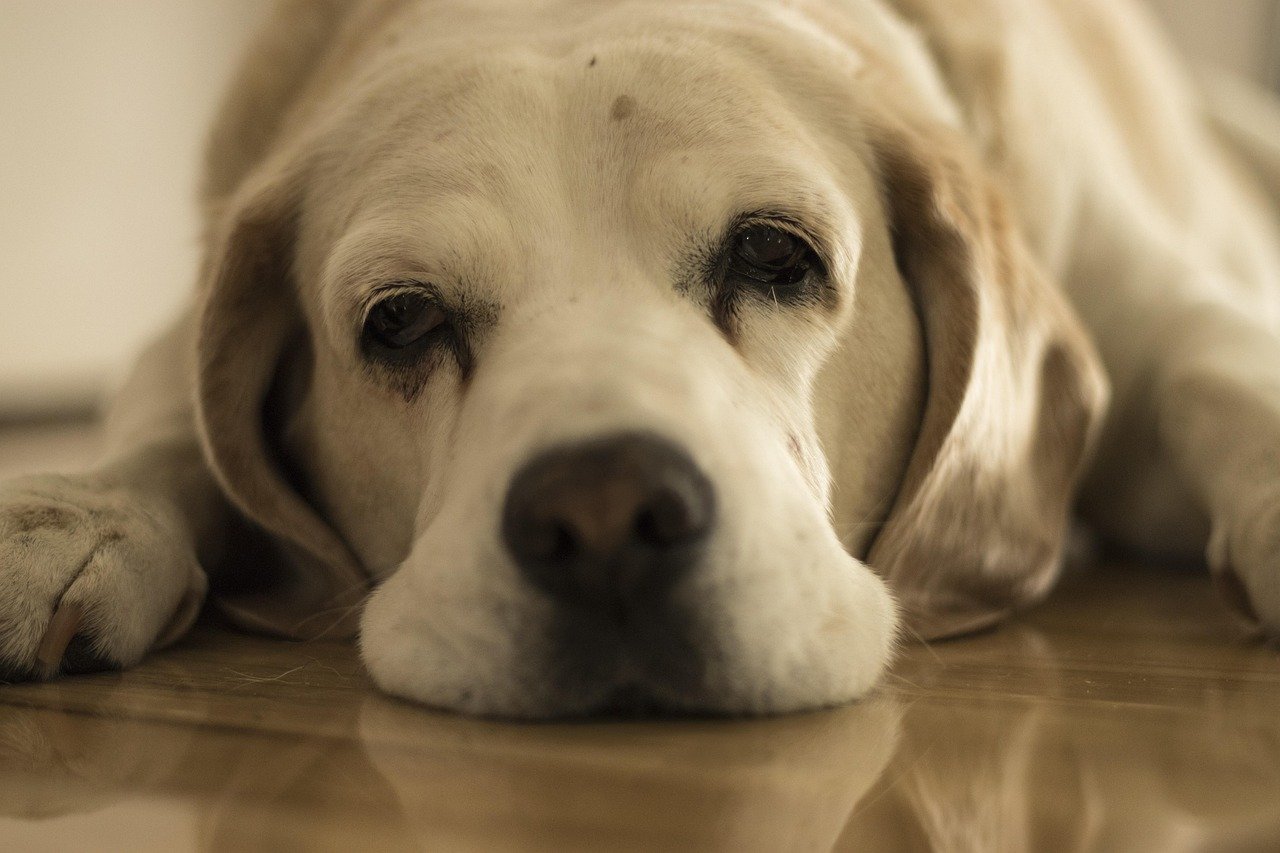 9 Signs Your Dog Might Be Stressed—And How to Help Them Feel Safe