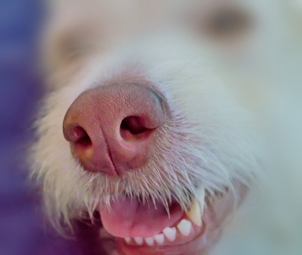 Your Dog's Keen Sense of Smell (image credits: pixabay)