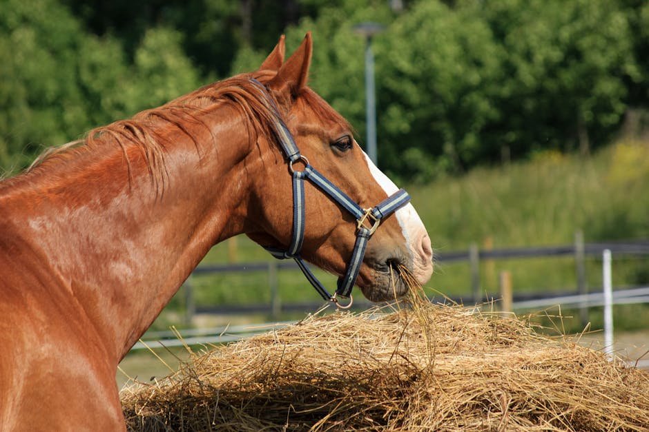 Feeding and Nutrition (image credits: pexels)