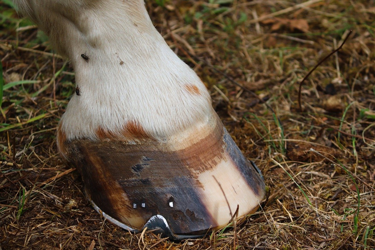 Hoof Care (image credits: pixabay)