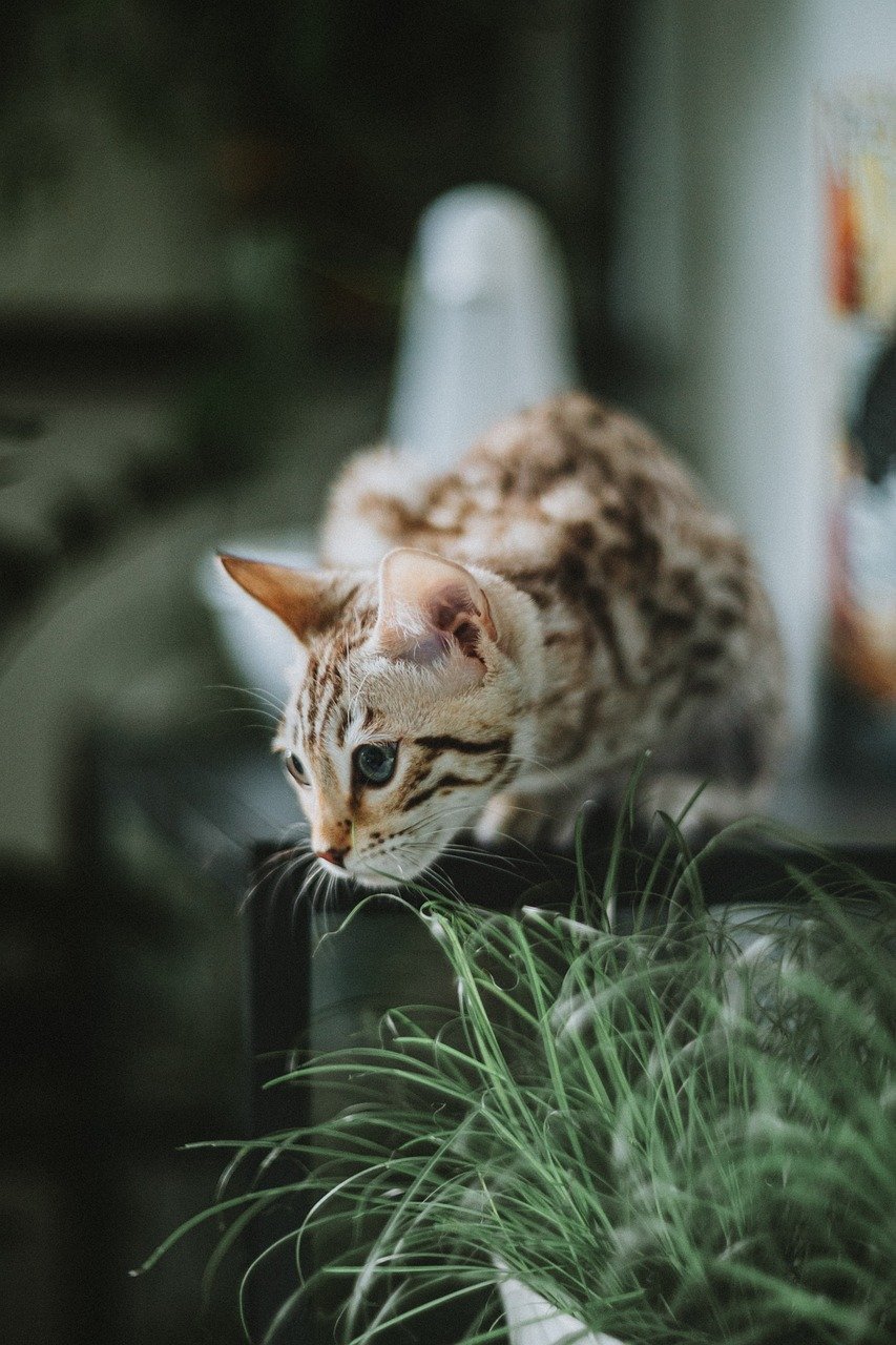 Vocalization: A Chatterbox in the House (image credits: pixabay)