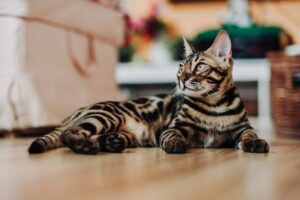 8 Reasons Why Bengal Cats Aren't As Domesticated As You Think