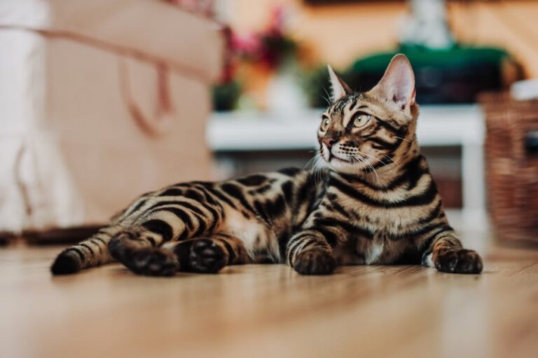 8 Reasons Why Bengal Cats Aren't As Domesticated As You Think
