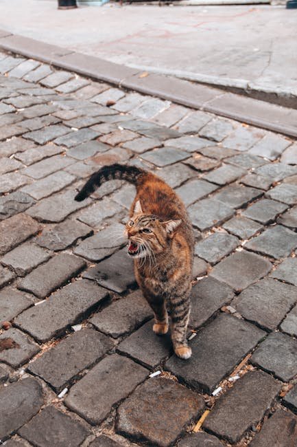 Tail Language: The Feline Mood Indicator (image credits: pexels)