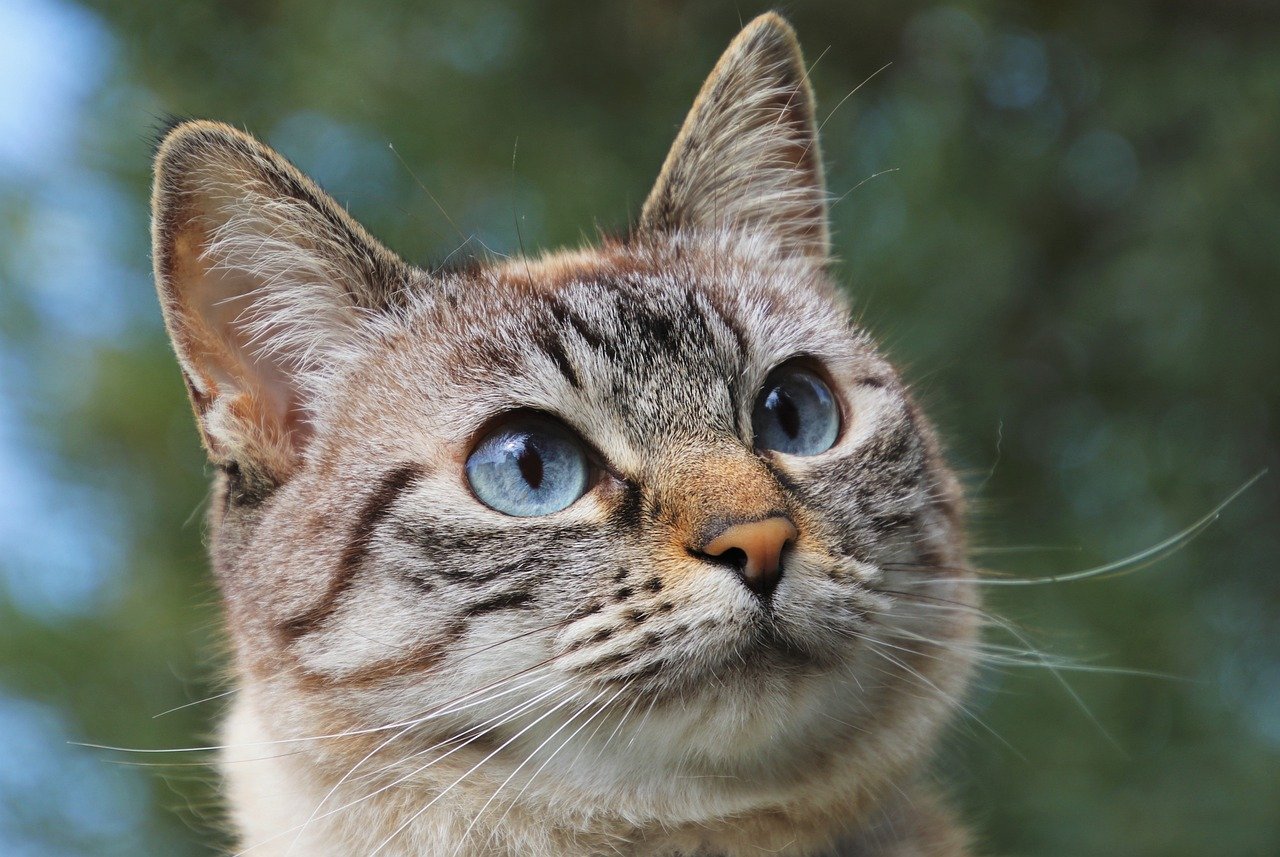 2. Ears Tell All (image credits: pixabay)
