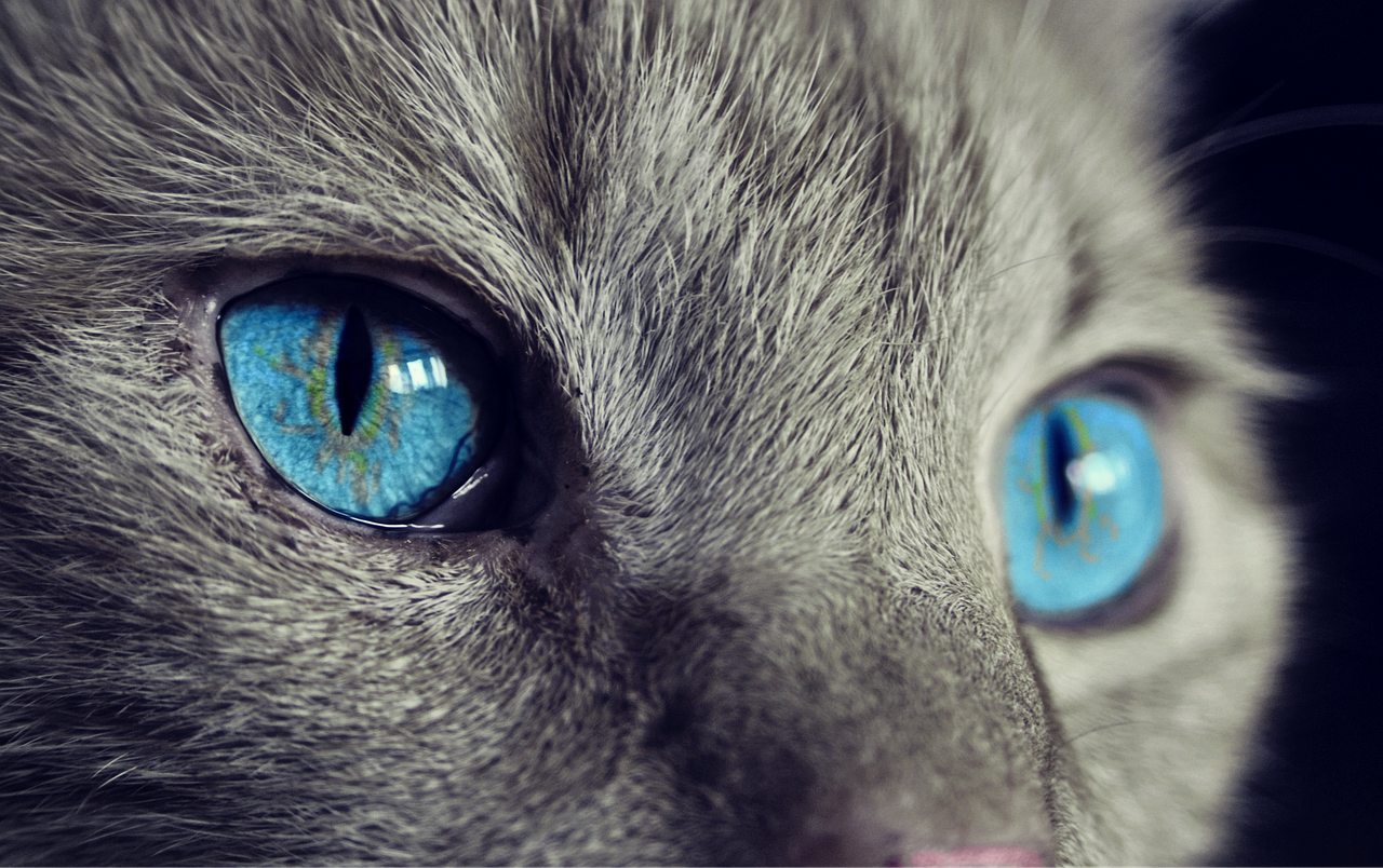 6. The All-Seeing Eyes (image credits: pixabay)