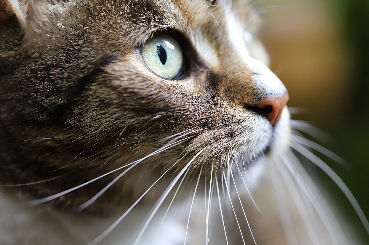 10. Whisker Whispers (image credits: pixabay)