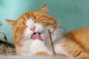 10 Signs of Cat Body Language and What They Mean