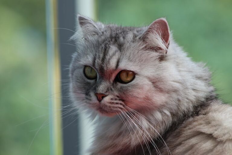 Persian: The Calm and Loving Cat