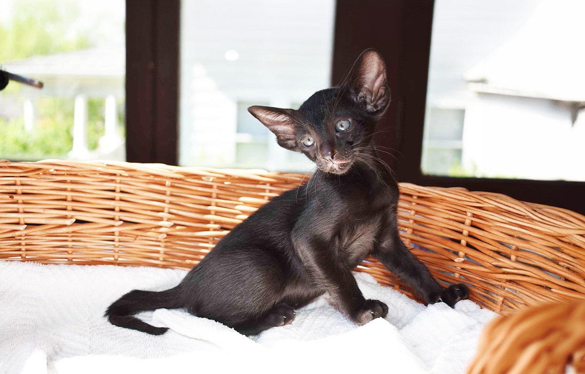 Oriental Shorthair: The Energetic Companion (image credits: wikimedia)