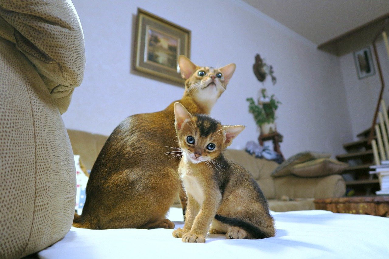 Abyssinian: The Playful Adventurer (image credits: pixabay)