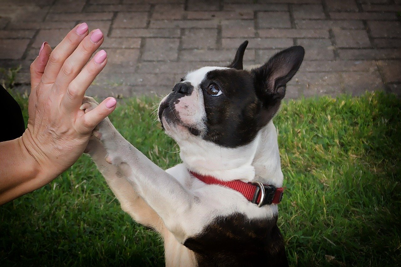 7. The Spirited Boston Terrier (image credits: pixabay)