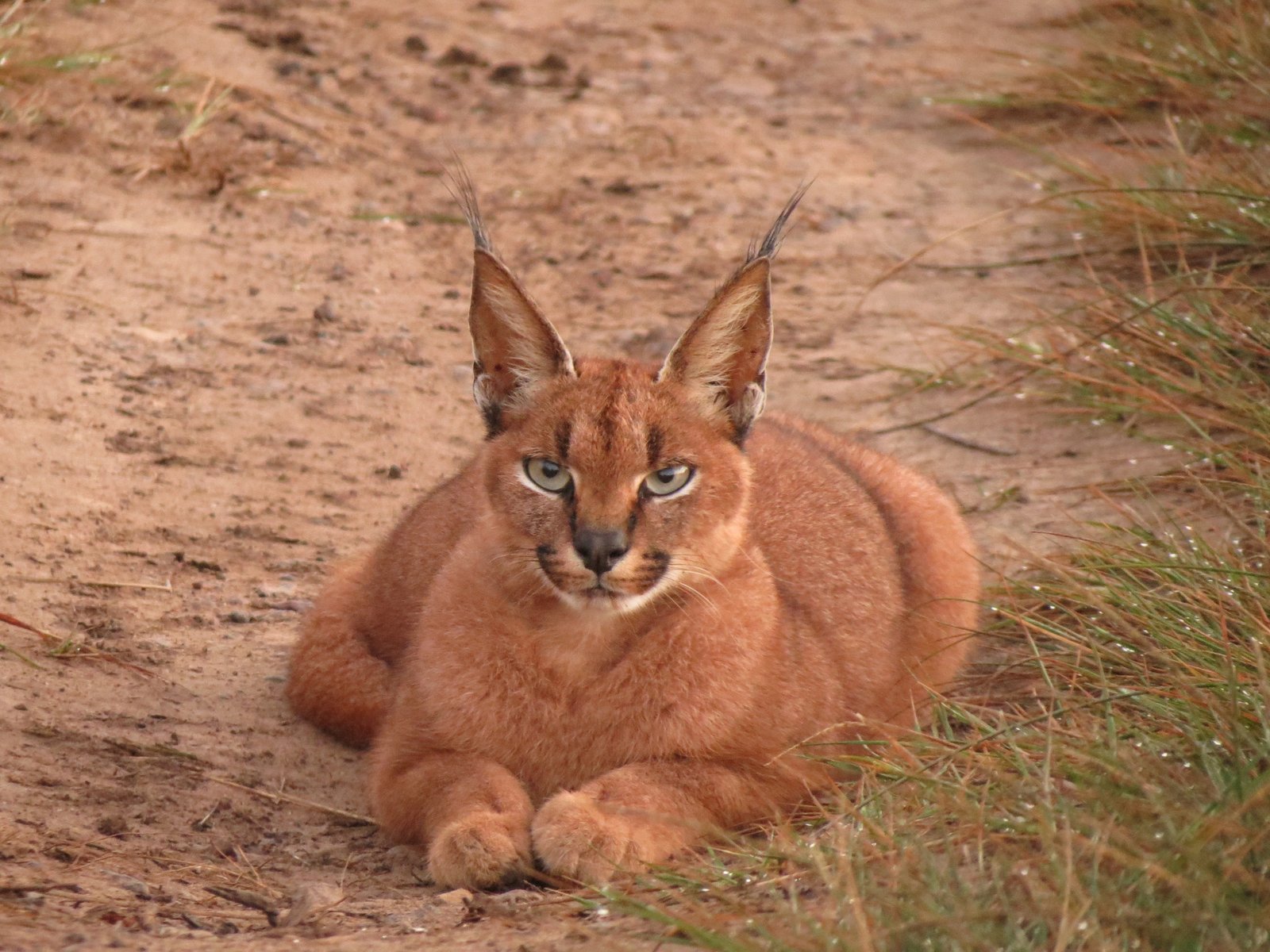 Caracal: The Desert Lynx of Africa (image credits: wikimedia)