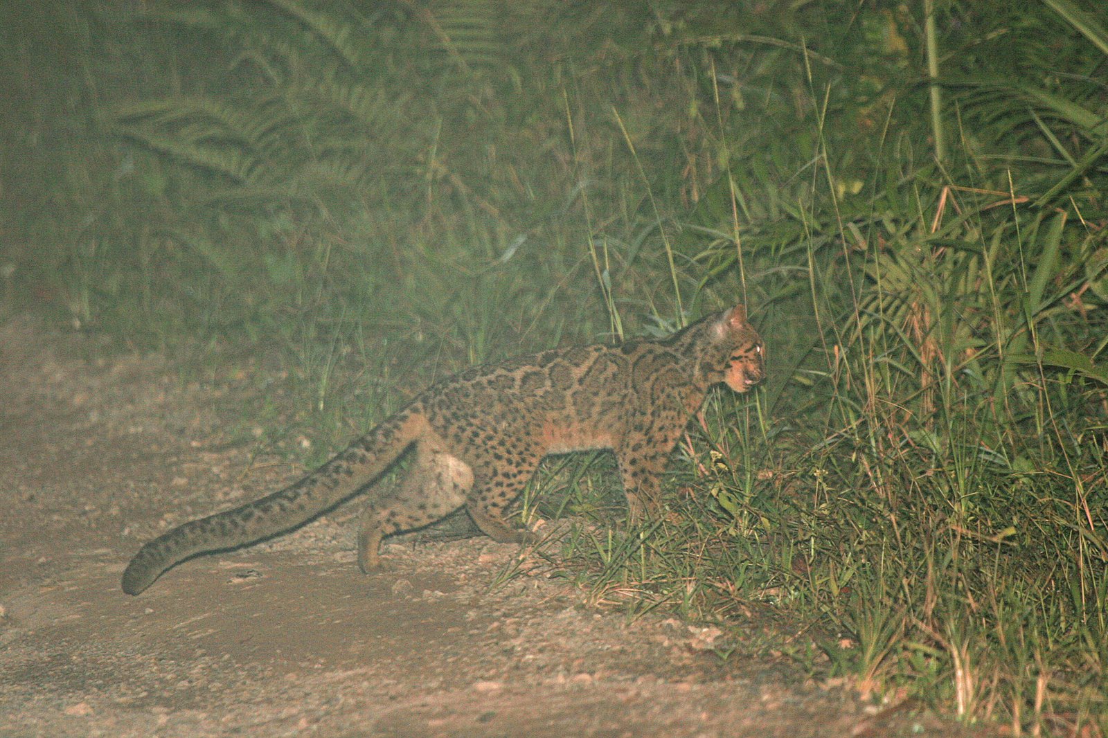 Marbled Cat: The Arboreal Acrobat of the Asian Forests (image credits: wikimedia)
