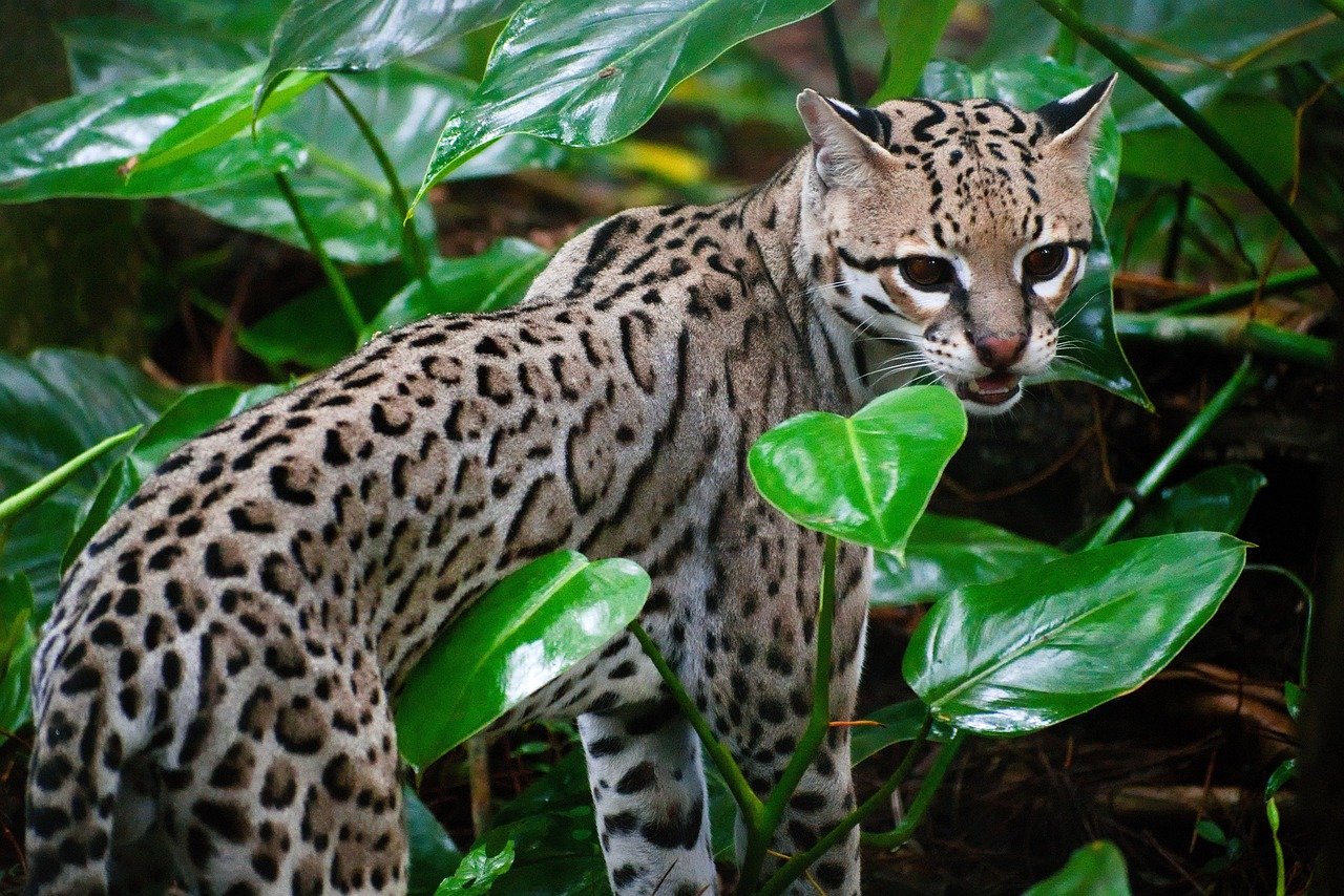 15 Unique Wild Cat Breeds and Where to Find Them