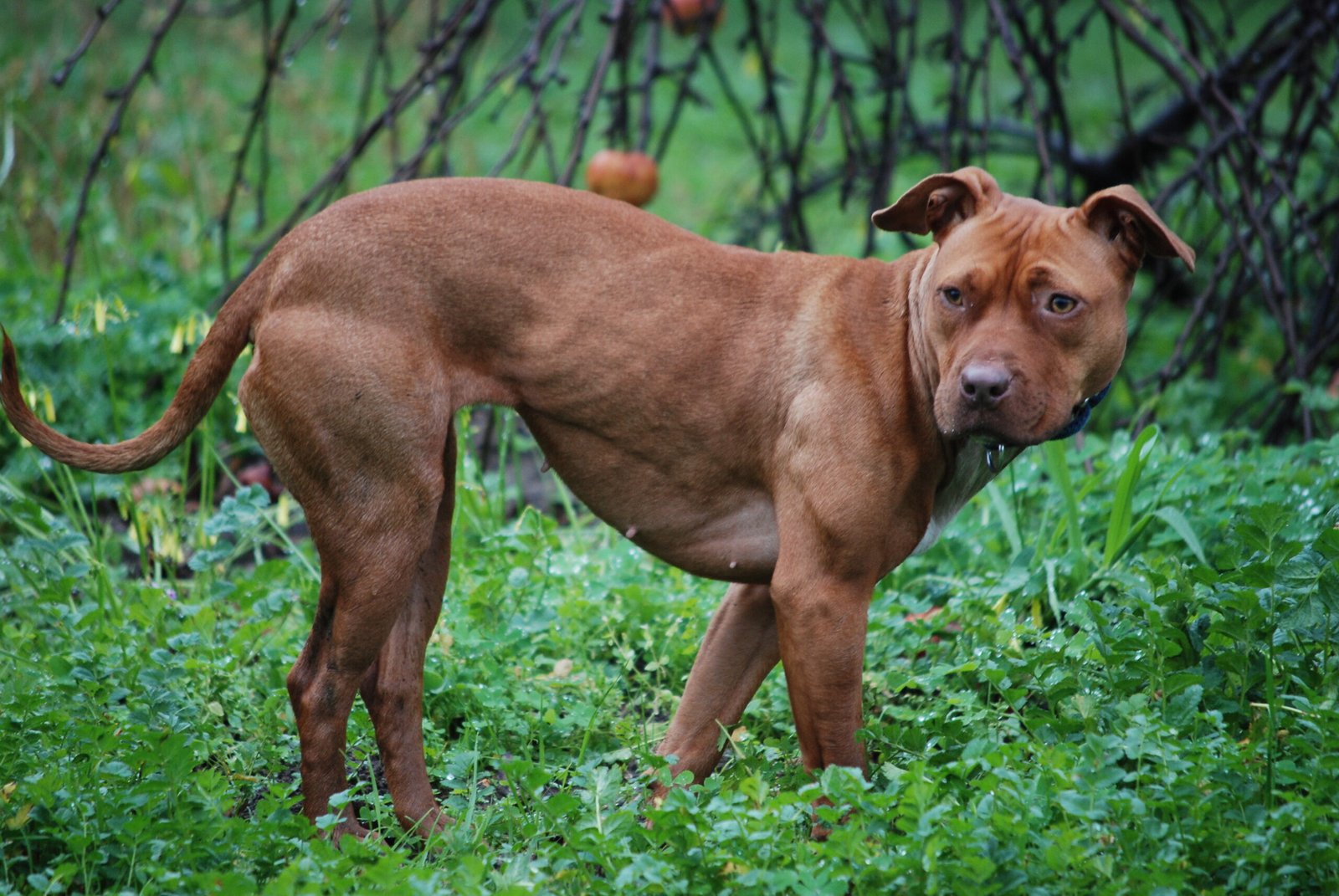 American Pit Bull Terrier: A Misunderstood Guardian (image credits: wikimedia)