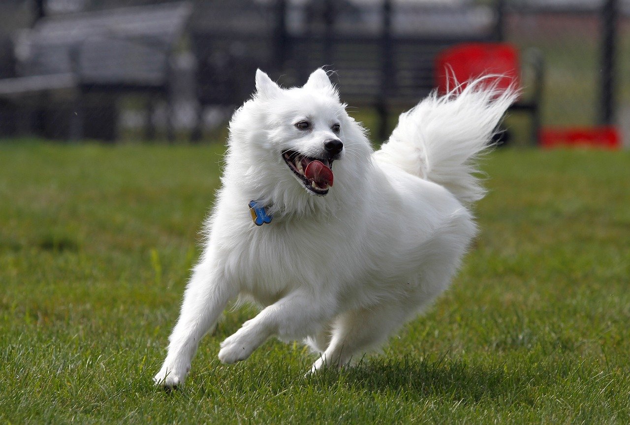 American Eskimo Dog: A Fluffy Delight (image credits: pixabay)