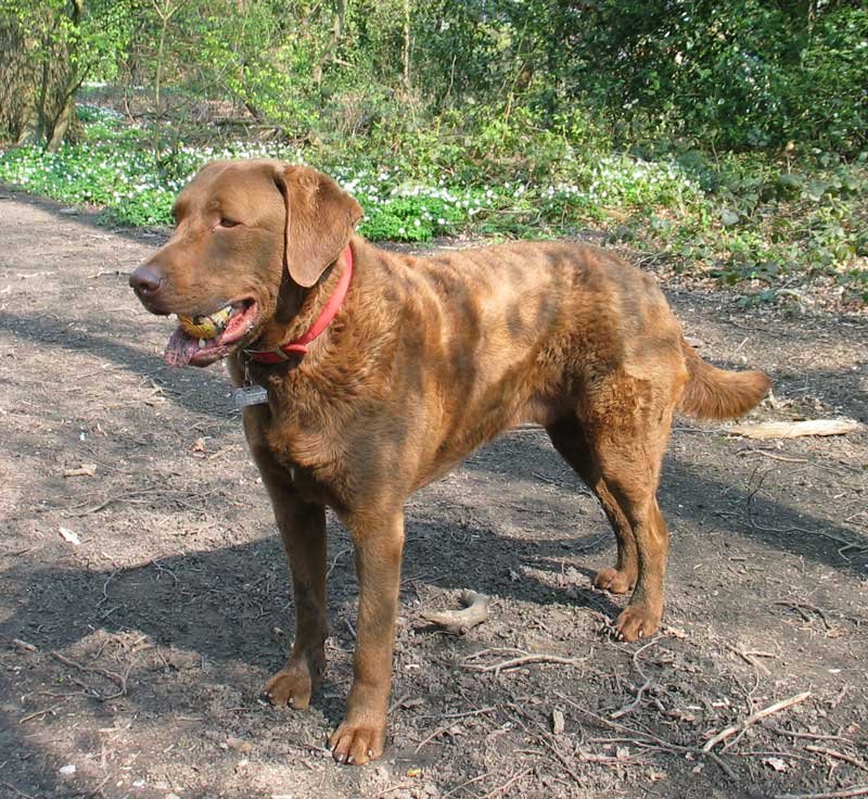 Chesapeake Bay Retriever: The Water-Loving Retriever (image credits: wikimedia)
