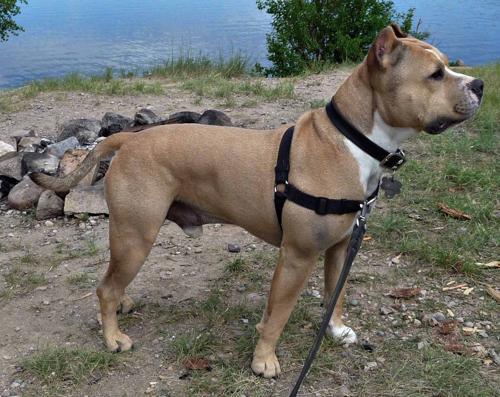 American Staffordshire Terrier: The Loyal Protector (image credits: wikimedia)