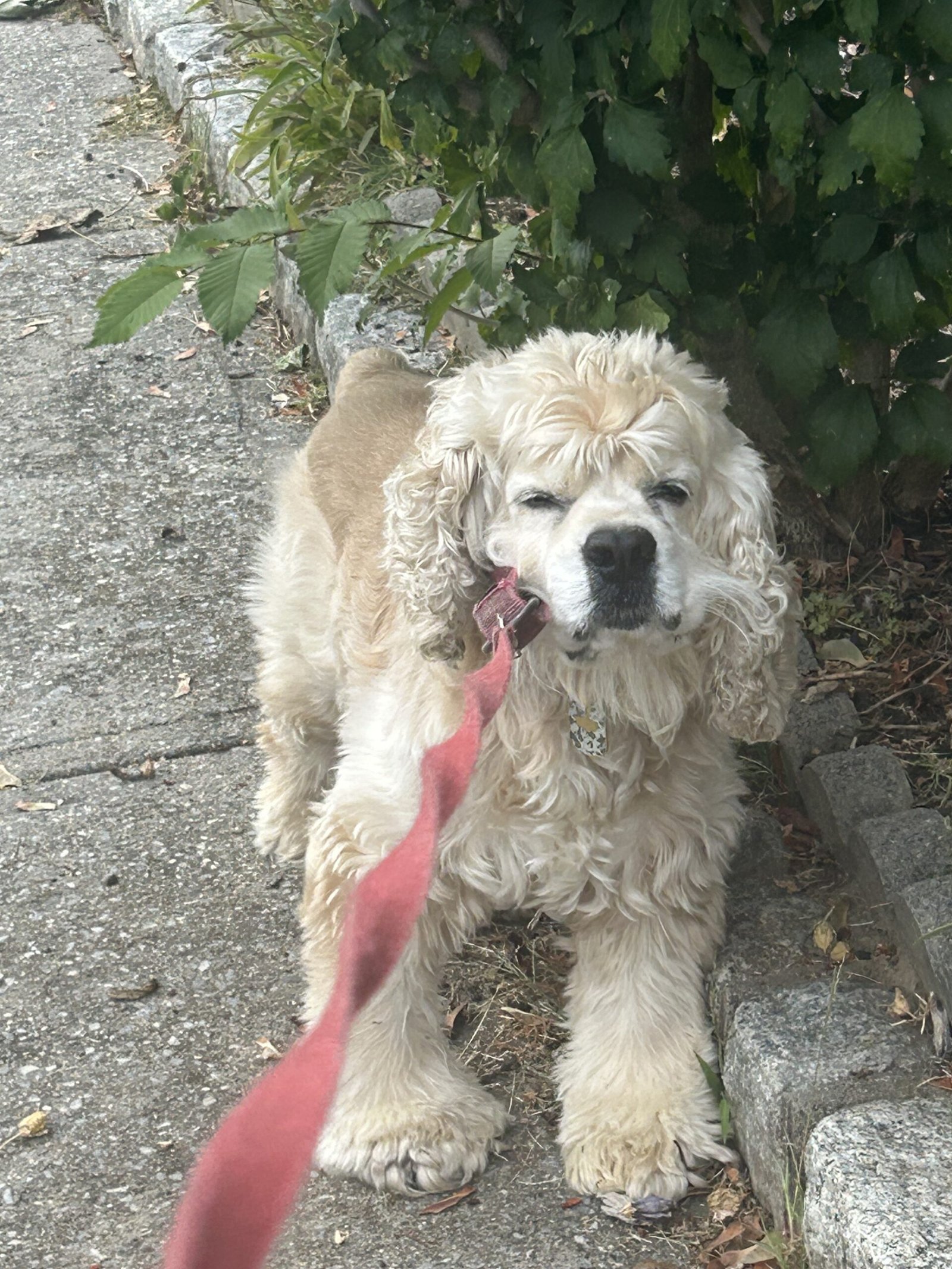 American Cocker Spaniel: The Gentle Companion (image credits: wikimedia)