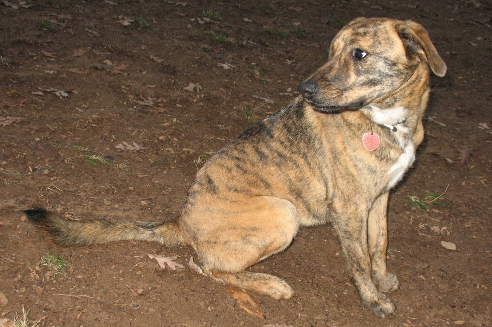 Plott Hound: The Skilled Tracker (image credits: wikimedia)