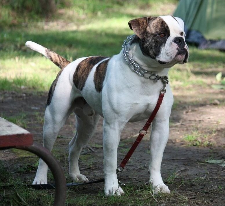American Bulldog: The Gentle Giant (image credits: wikimedia)