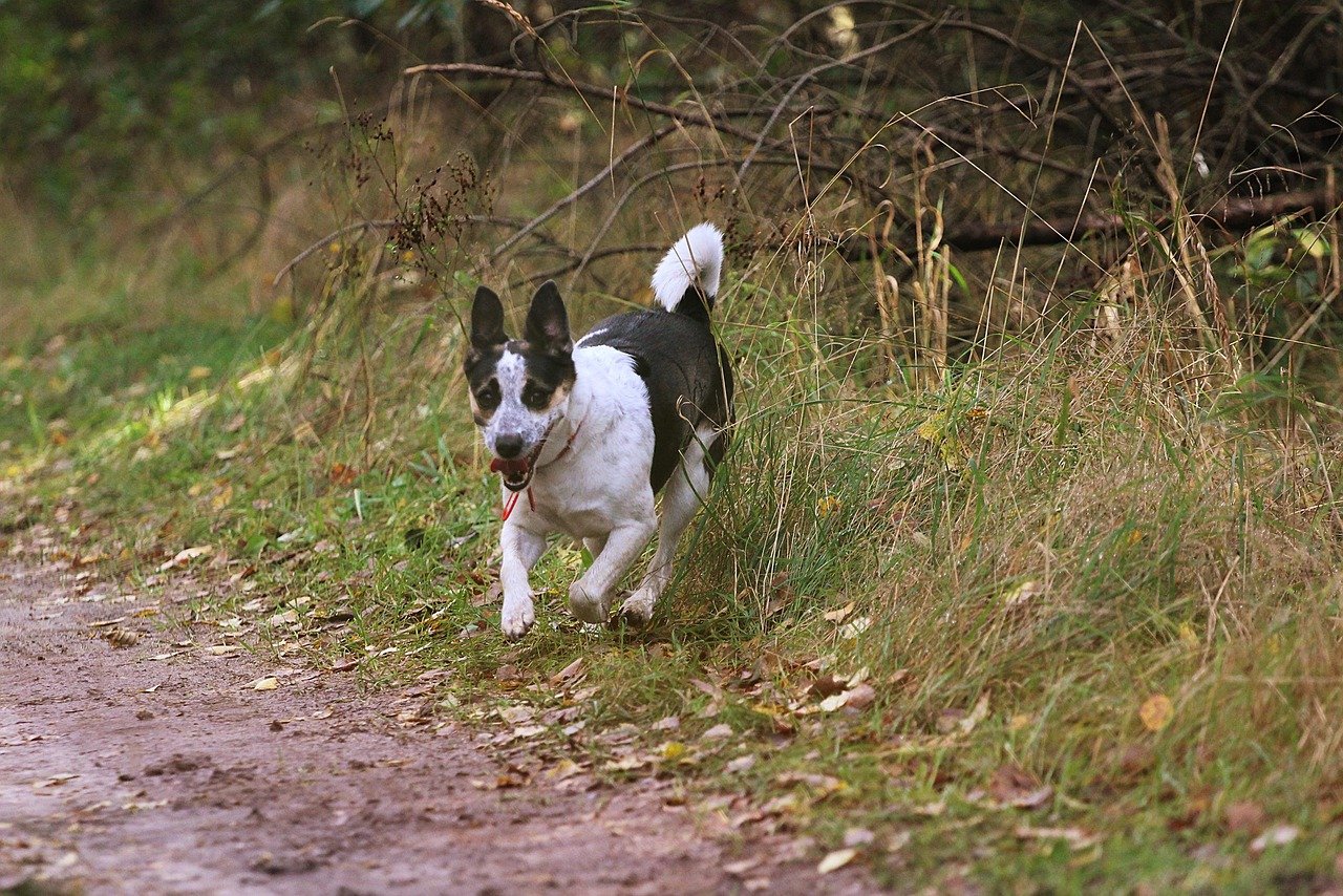 Rat Terrier: The Feisty Vermin Hunter (image credits: pixabay)