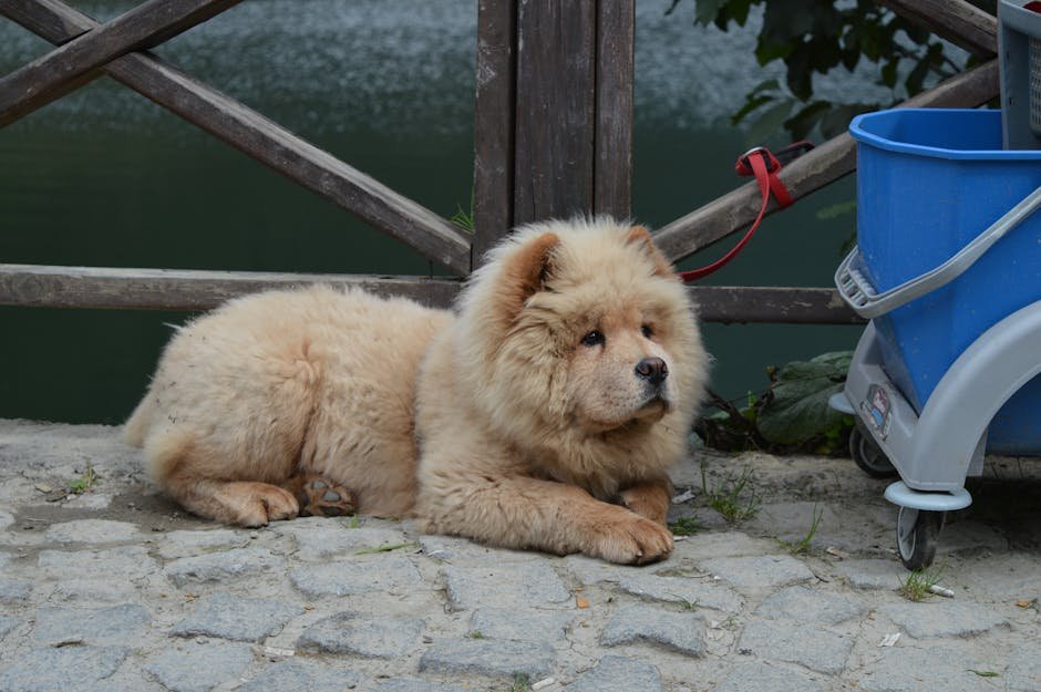 Chow Chow: The Independent Lounger (image credits: pexels)