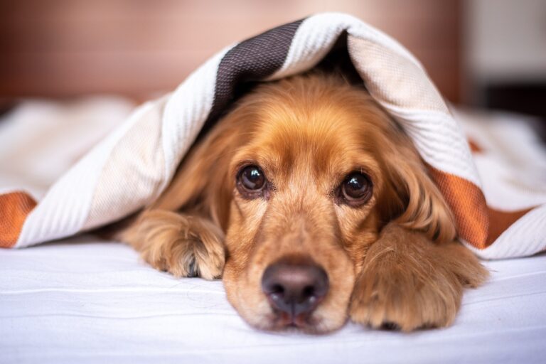 8 Reasons Your Dog Loves Your Clothes and Clips More than Their Toys