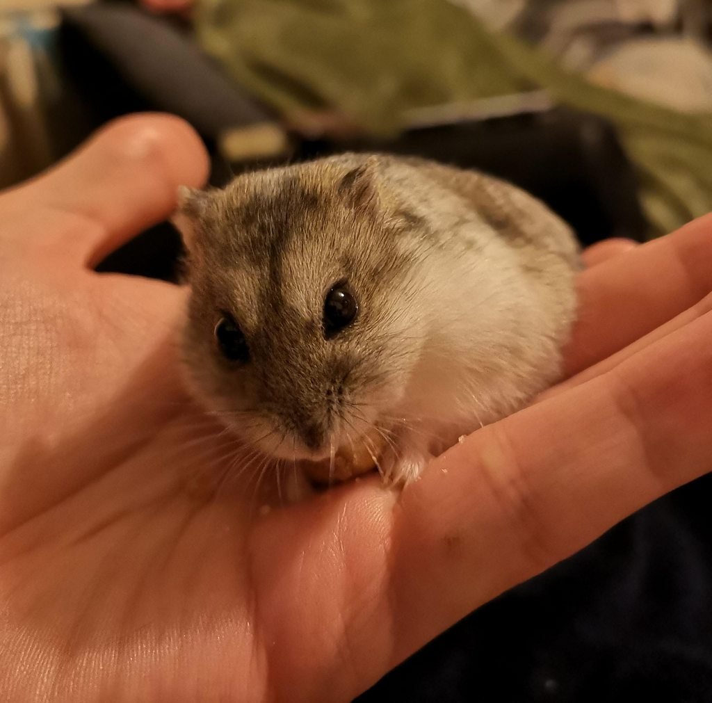 Dwarf Hamsters: Pocket-Sized Entertainment (image credits: wikimedia)