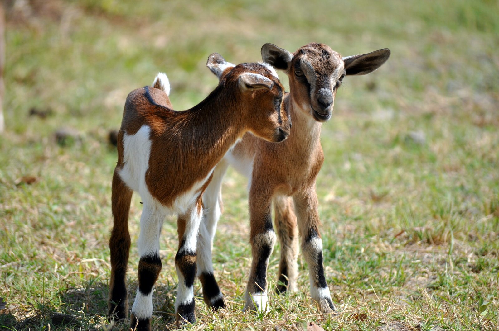Pygmy Goats: The Playful Yard Mates (image credits: wikimedia)