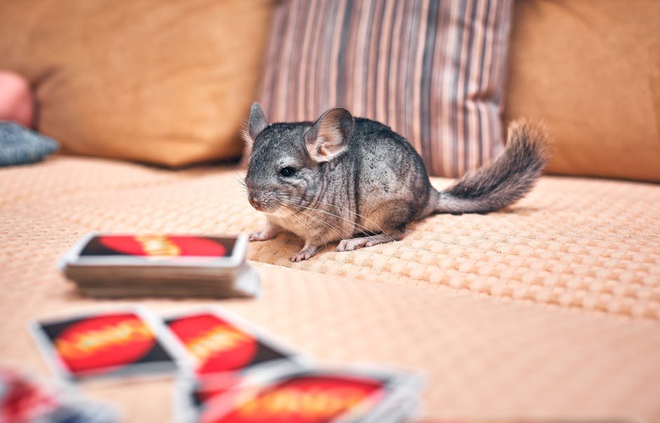 Chinchillas: Fluffiness in a Compact Package (image credits: pexels)