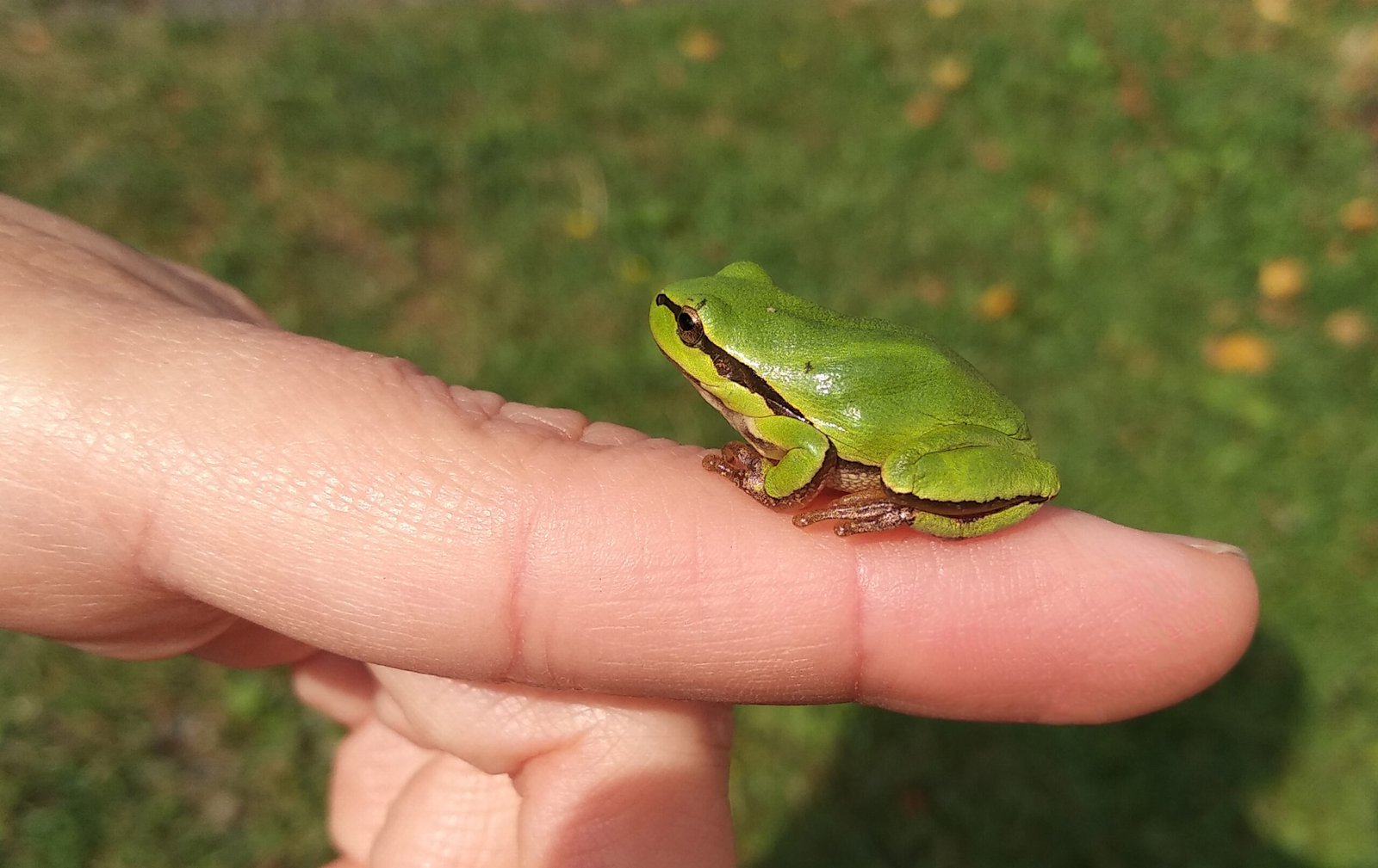 Miniature Frogs: Tiny Jumping Joys (image credits: wikimedia)